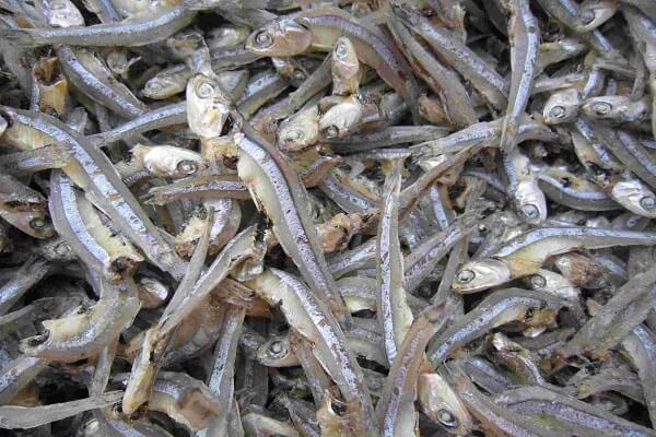 Anchovy