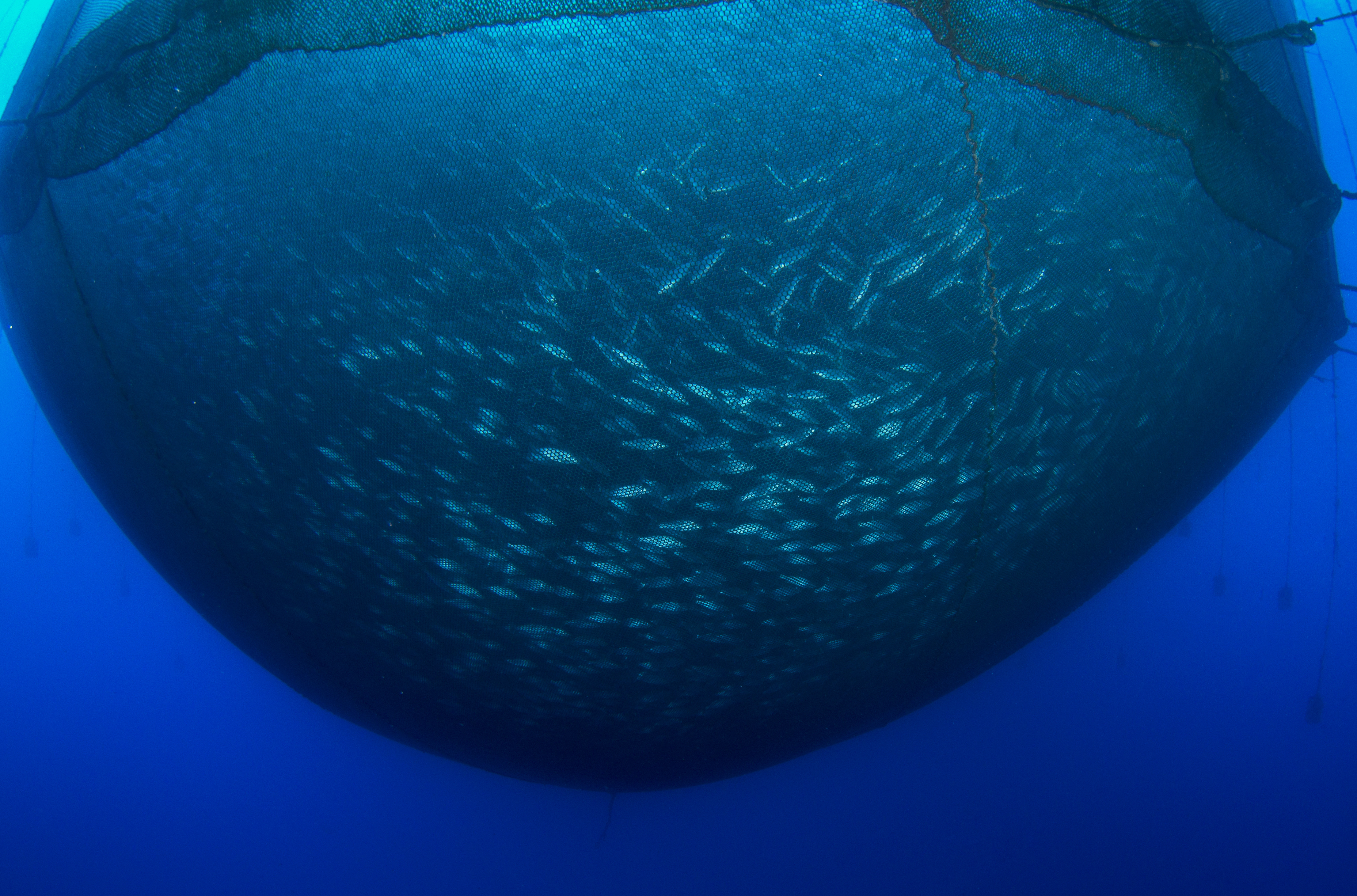 Aquaculture
